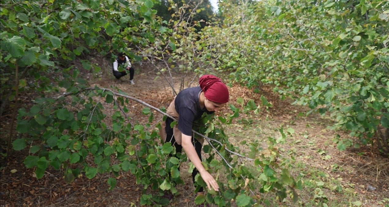 hasadi file orguyle yapiliyor yuzde 80 tasarruf sagliyor rekolte bu yil rekor kirdi xhDpjf2l