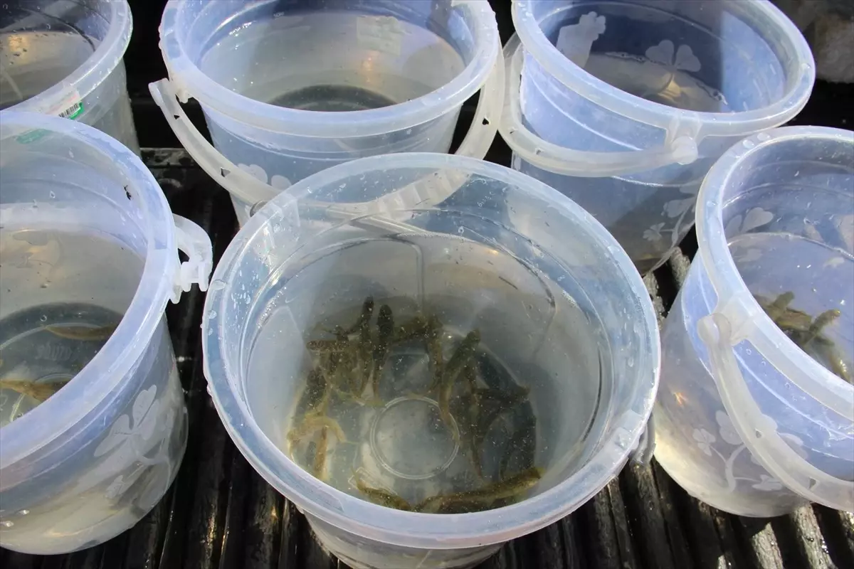 kirsehirde 3 bin alabalik golete salindi vGVh1hpe.jpg