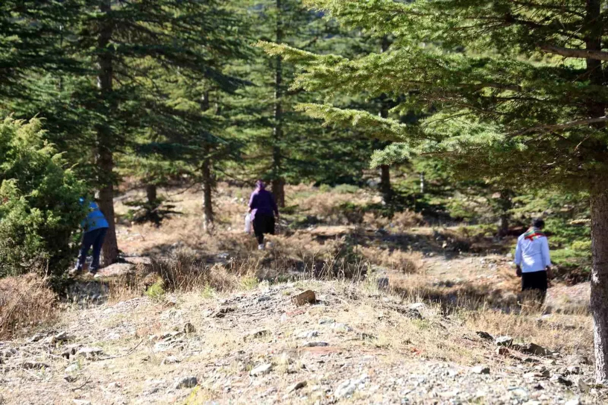 adanada sedir mantarina talep artiyor beyaz altin ihracata acildi kfHP8XyG.jpg