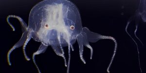 sade-15-santimetre-boyunda-24-gozu-var-beyni-yok-HG59Bh3X