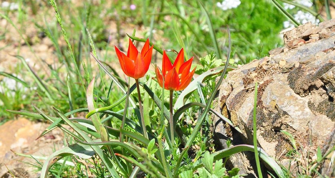 Manisa’da Endemik Manisa Lalesine Zarar Verenlere 699 Bin Lira Ceza